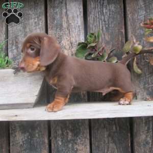 Sammy, Dachshund Puppy
